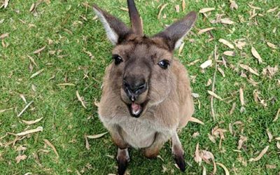 Top 5 Wildlife Parks in South Australia