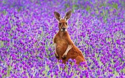 Top 5 places to spot Kangaroos south of Adelaide