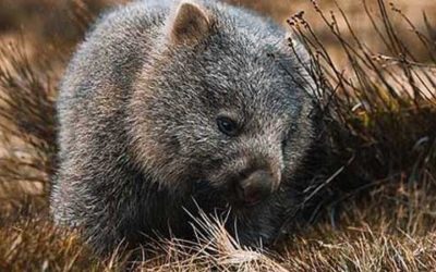 Top 5 best places to see wombats in Australia