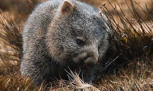 Top 5 best places to see wombats in Australia