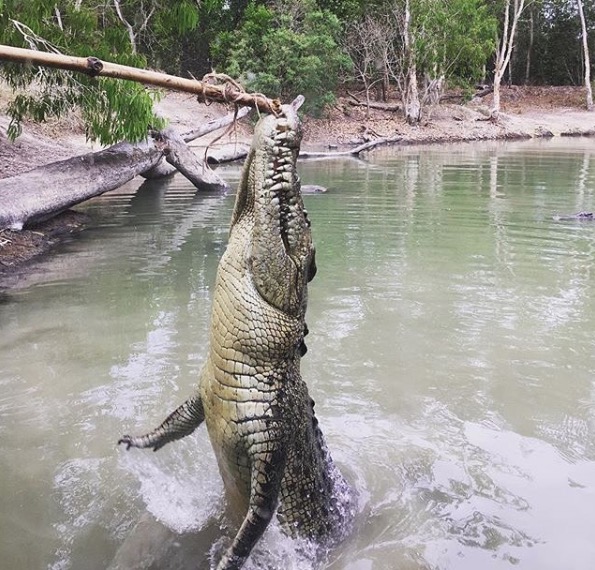 where do you find crocodiles in australia