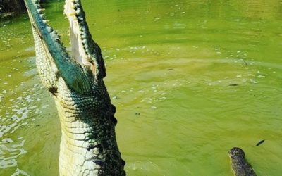 Top 5 places to see a crocodile in Australia