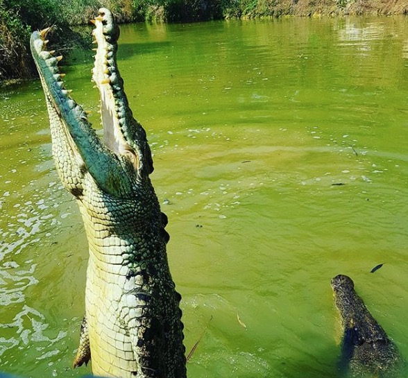 places to see a crocodile in Australia 