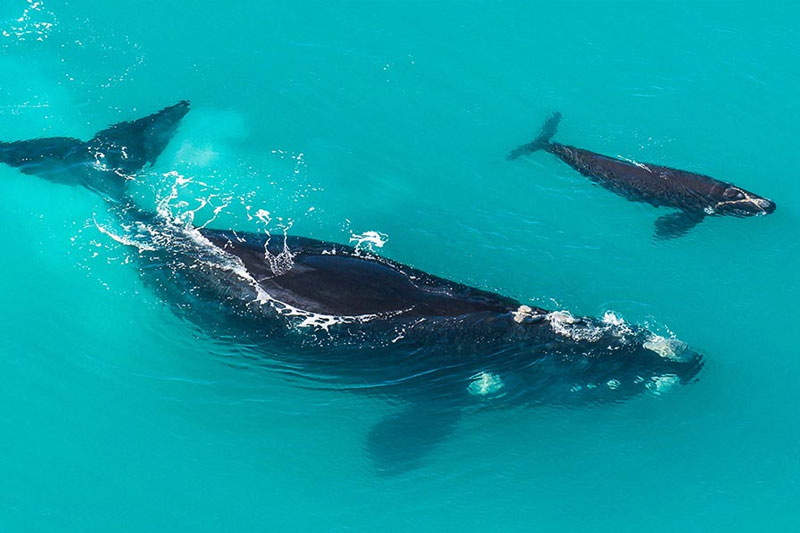 whale tours victor harbour