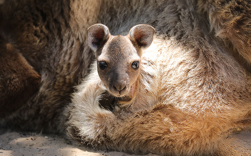 urimbirra-wildlife-park-victor-harbor-south-australia-zoo-adelaide-kangaroo-koala-10